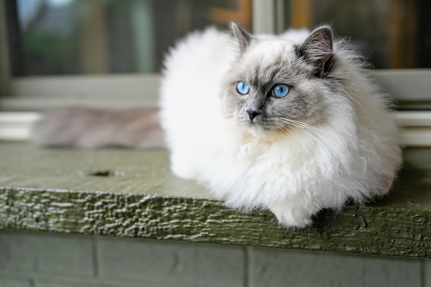 Perché i Ragdoll sono i gatti perfetti per tutti