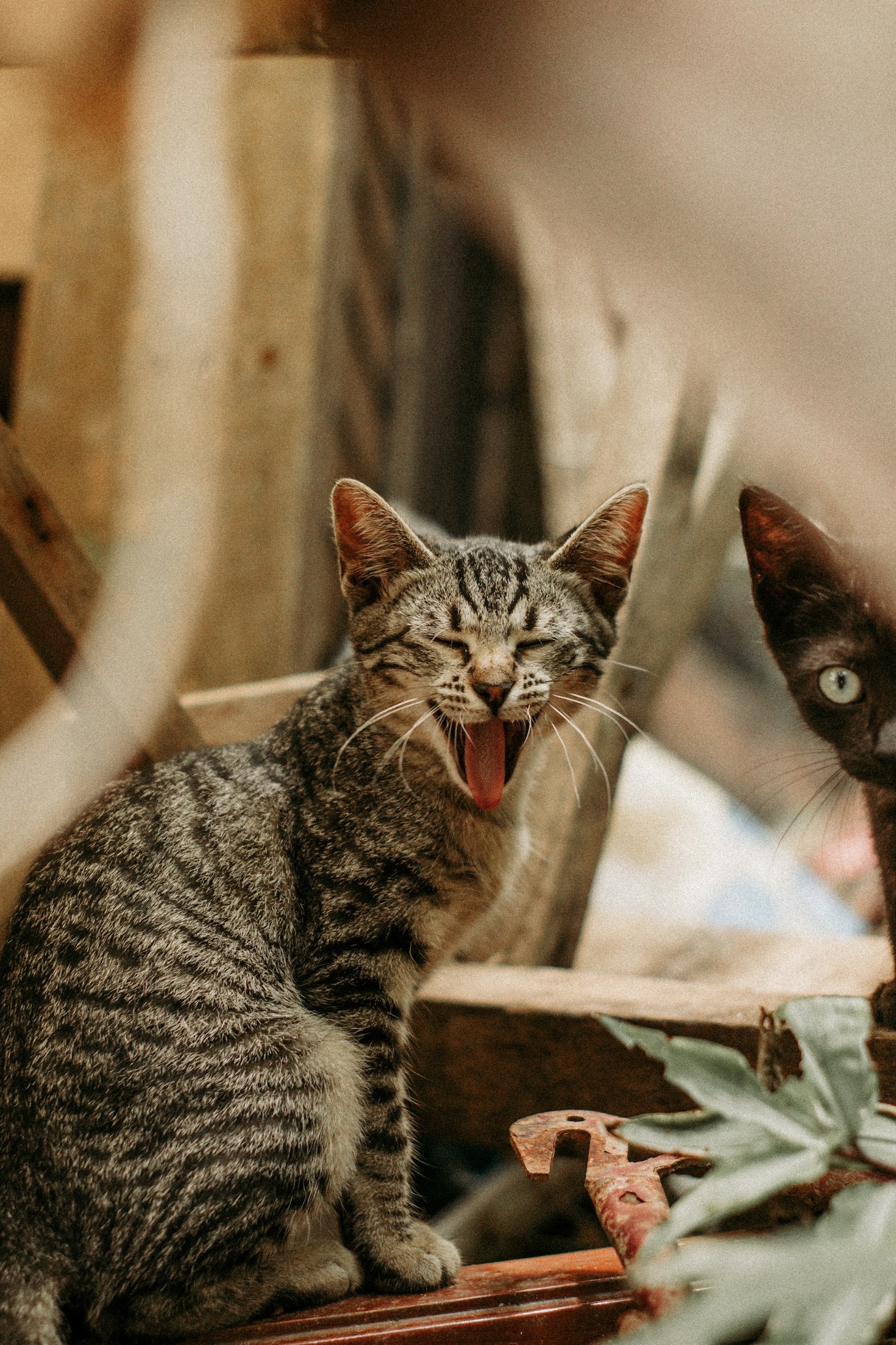 Caratteristiche e personalità dei gatti Ragdoll