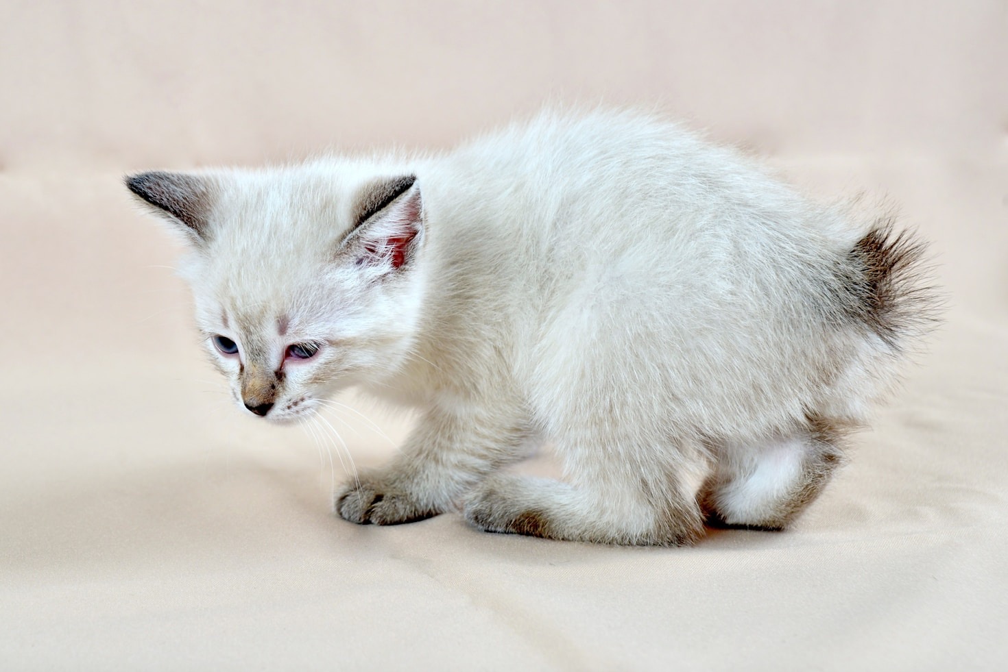 Prepararsi per l’arrivo di un Ragdoll a casa